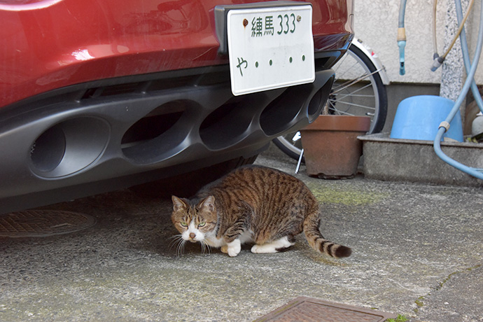 街のねこたち