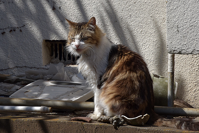 街のねこたち