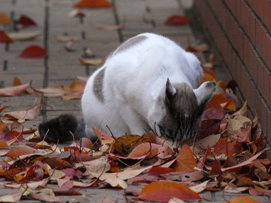 街のねこたち