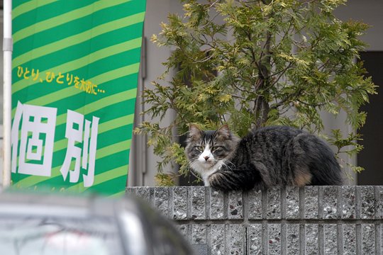 街のねこたち