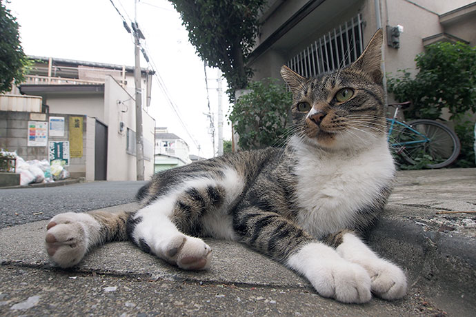 街のねこたち
