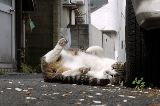 街のねこたち