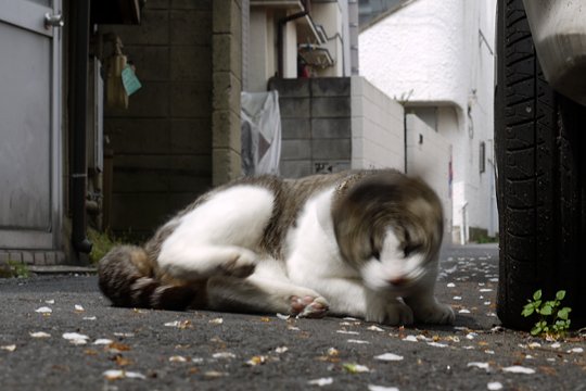 街のねこたち