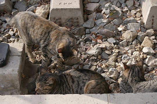街のねこたち