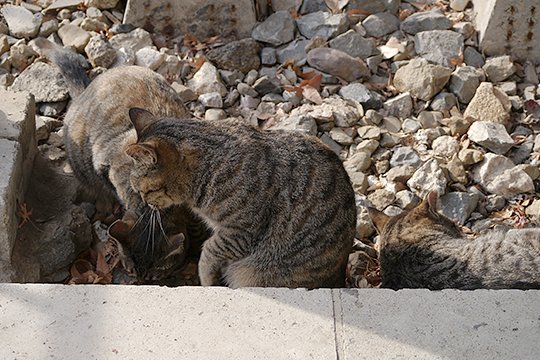 街のねこたち