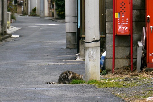 街のねこたち