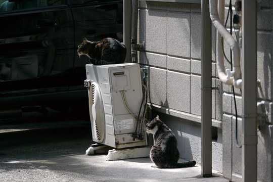 街のねこたち