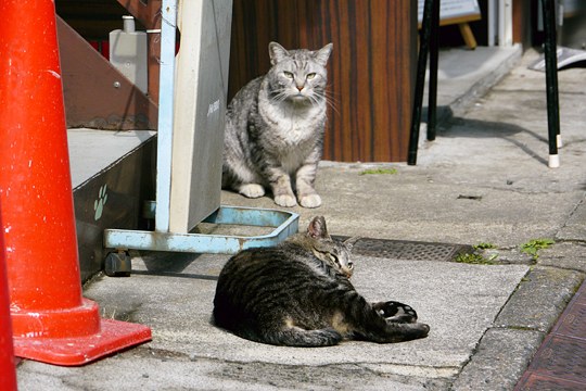 街のねこたち