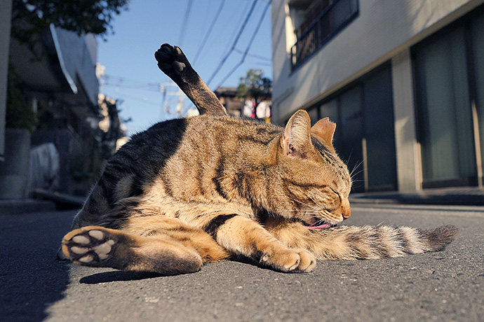街のねこたち