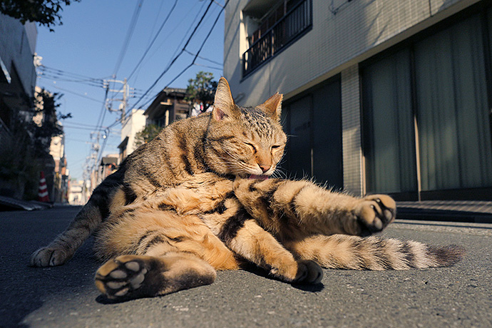 街のねこたち