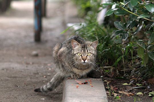 街のねこたち