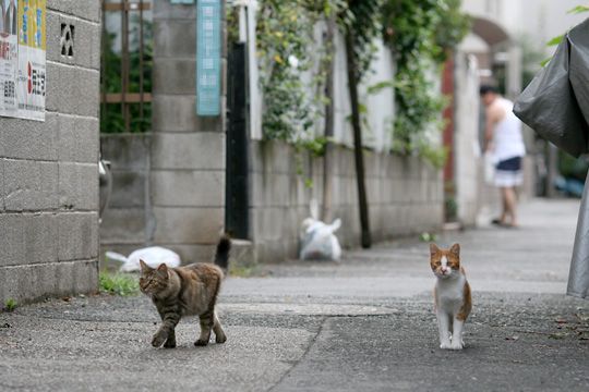 街のねこたち