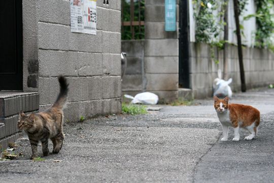 街のねこたち