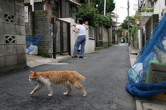 街のねこたち