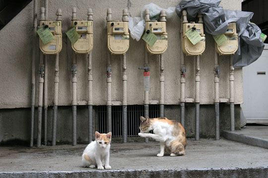 街のねこたち