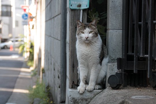 街のねこたち