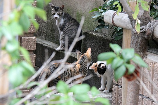 街のねこたち