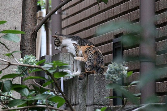 街のねこたち