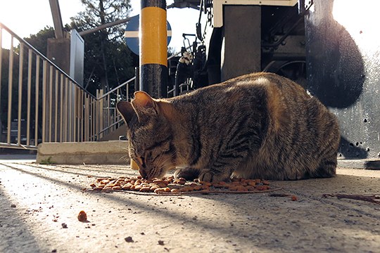 街のねこたち