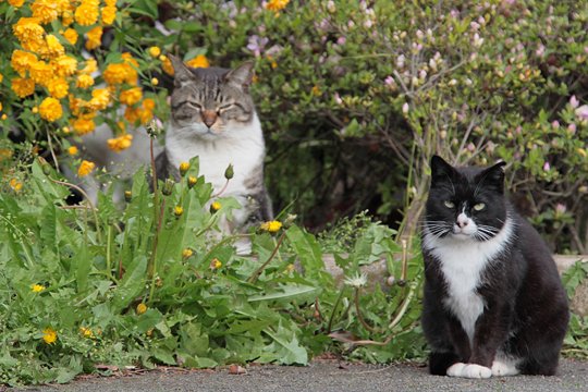街のねこたち