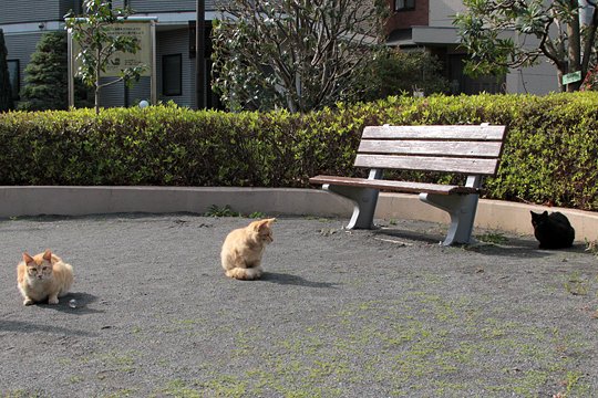 街のねこたち