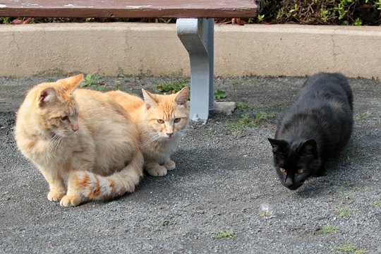 街のねこたち