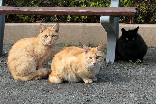街のねこたち