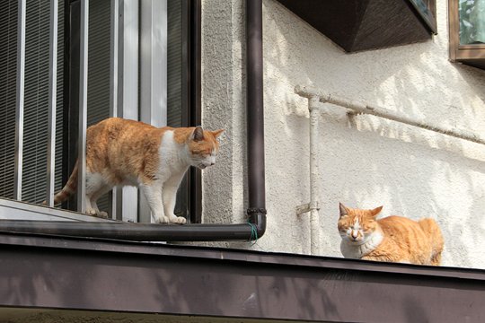街のねこたち