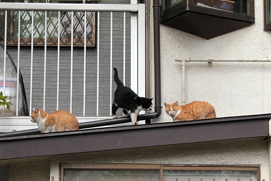 街のねこたち