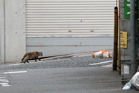 街のねこたち