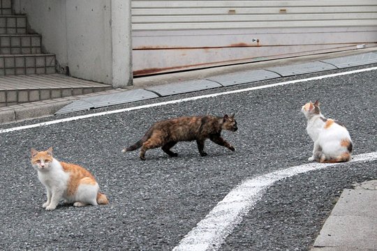 街のねこたち