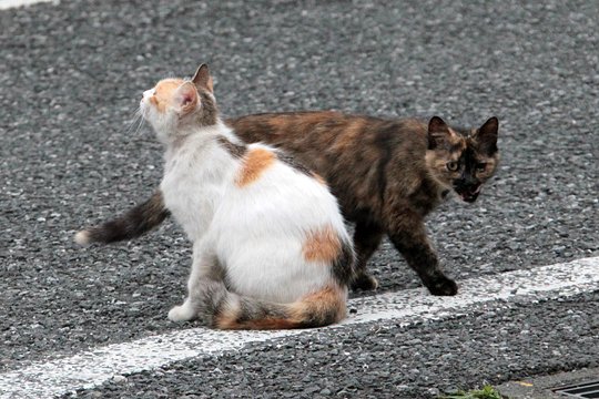 街のねこたち