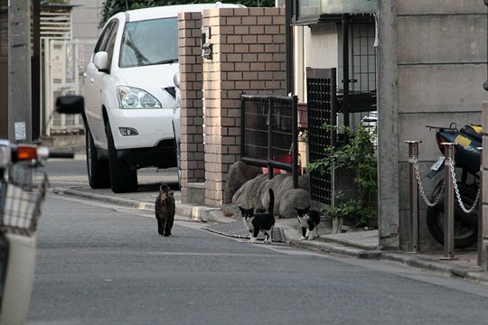 街のねこたち
