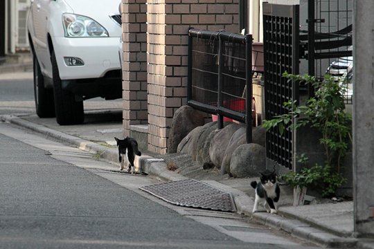 街のねこたち