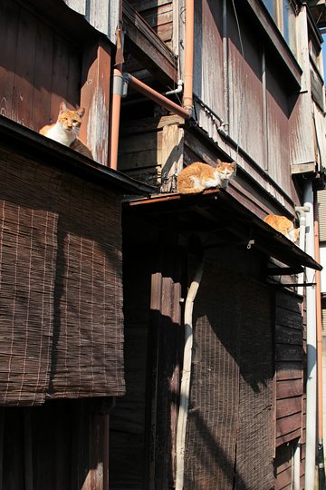 街のねこたち