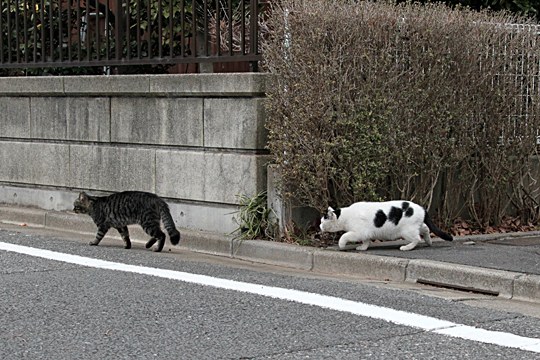 街のねこたち