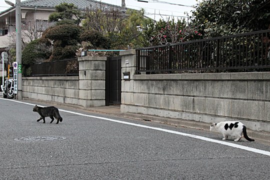 街のねこたち