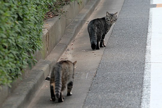 街のねこたち