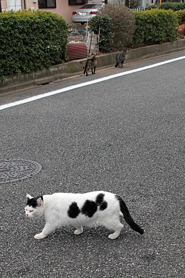 街のねこたち