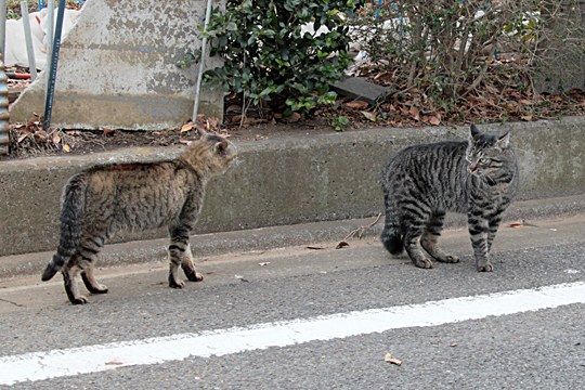 街のねこたち