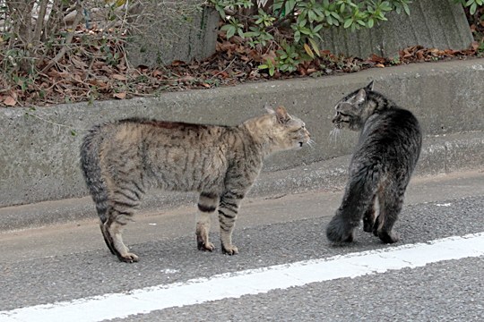 街のねこたち