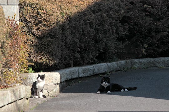 街のねこたち