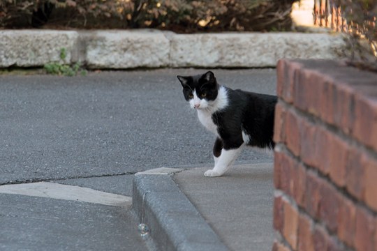 街のねこたち