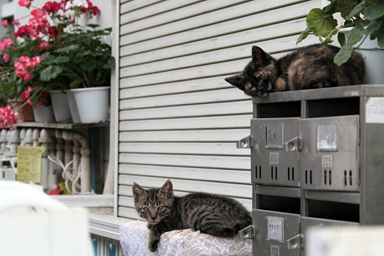 街のねこたち