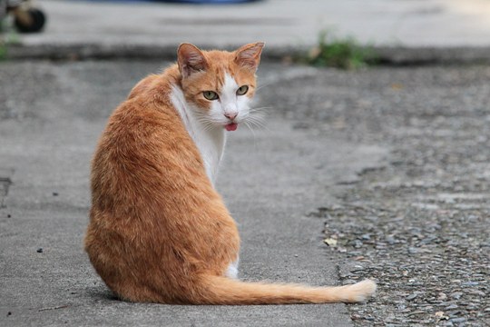 街のねこたち
