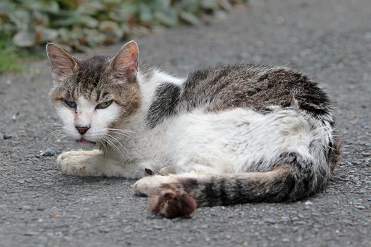 街のねこたち