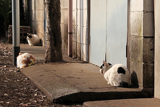 街のねこたち