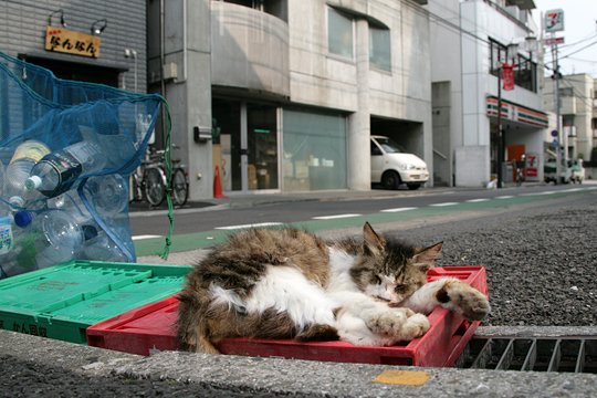 街のねこたち