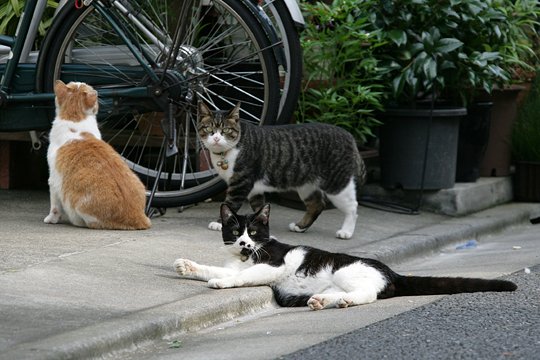 街のねこたち