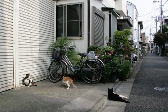 街のねこたち